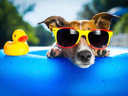 Keep your pets cool in summer